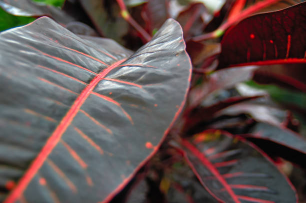 Dark burgundy leaf ficus elastic close-up. Selective focus