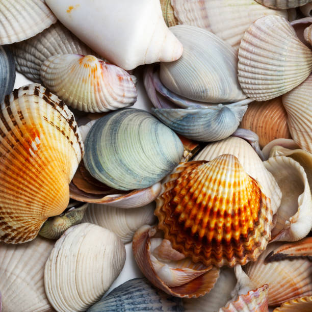 istock Variety of seashells 952058780