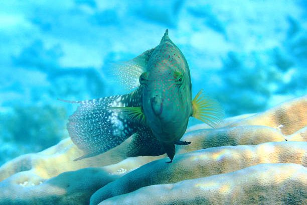 Greenbelly parrotfish in Tahaa stock photo