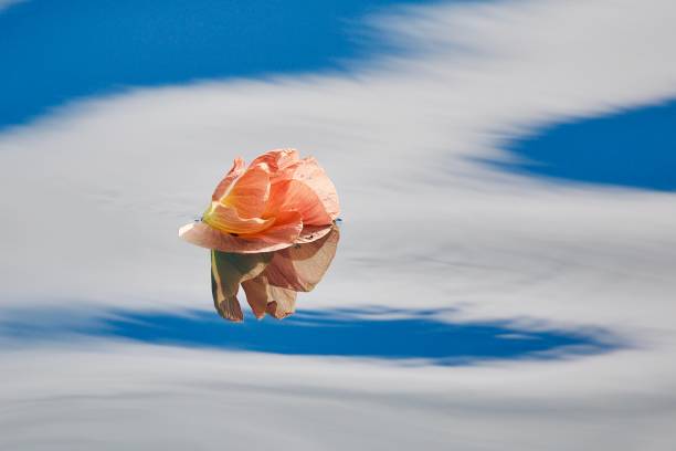 Floating hibiscus on calm water stock photo