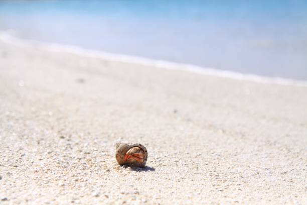 Hermit crab on beach with blue ocean in French Polynesia stock photo