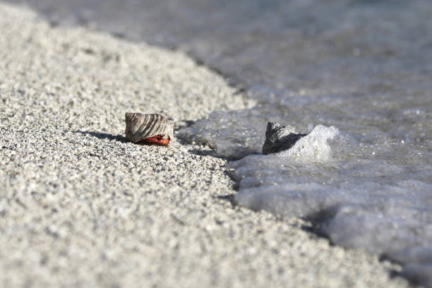 Hermit crab in shell at the wave water rim on coral sandy beach stock photo
