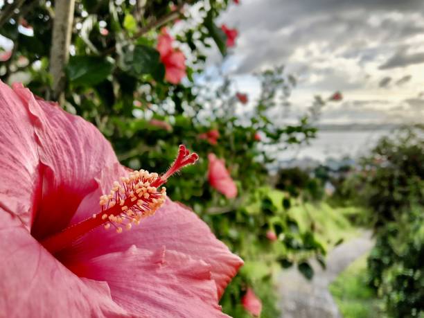 Pink hibiscus flower in the evening sun at Russel stock photo