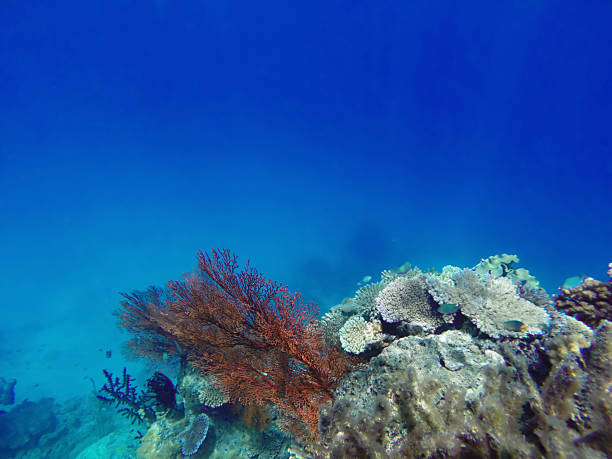 Soft and hard corals in Fiji waters Yasawa Island stock photo