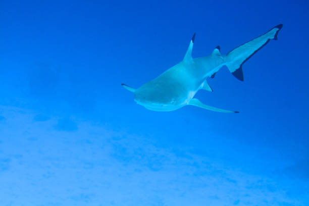 Black tip reef shark in blue ocean stock photo