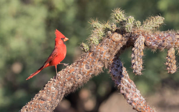 istock Male Northern Cardinal 952063306