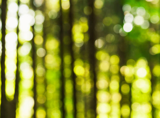 istock Blur Nature Photoshot 952063492