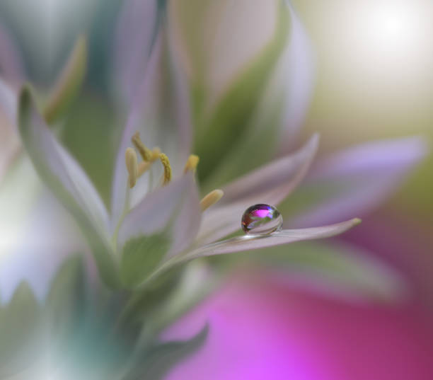 istock Abstract macro photo with Flowers and water drops.Artistic Background for desktop.Magic Flowers made with pastel tones.Tranquil abstract closeup art photography.Print for Wallpaper.Floral fantasy design. 952063550