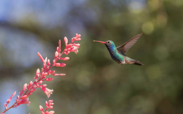 istock Broad-billed Hummingbird Male with Bee 952063958