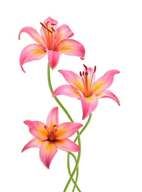 istock Pink Carnations and yellow daisy flowers on white 952064270