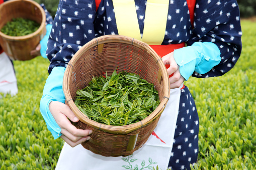Mitoyo, Kagawa, Japan - April 17, 2018: Young japanese women with traditional clothing kimono harvesting green tea leaves on farmland of tea plantation