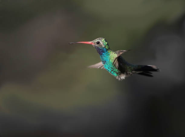 istock Broad-billed Hummingbird Male with Bee 952065020