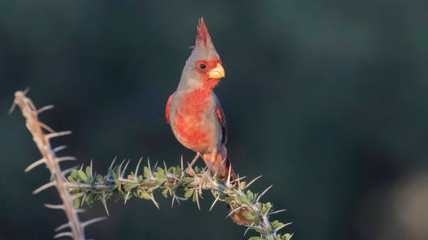 istock Male Desert Cardinal - Pyrrhuloxia 952066994