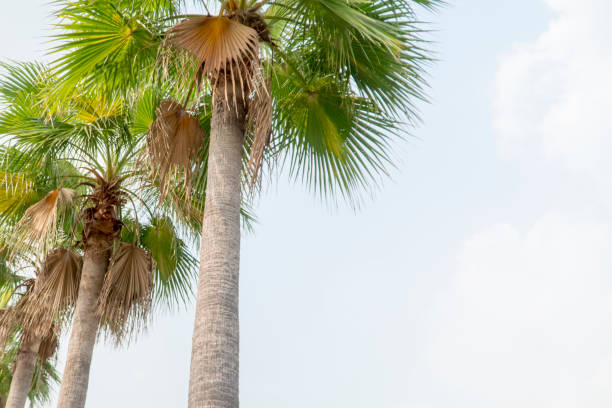 istock Sugar palm tree green and beautiful in garden nature 952067202