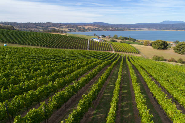 vineyard, aerial view, Tasmania stock photo