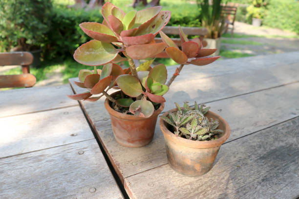 istock kalanchoe or flaming katy and cactus 952069302