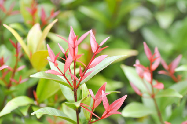 istock Australian rose apple or brush cherry or creek lily pilly 952070180