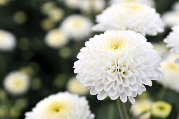 istock White chrysanthemum blooming in garden. 952070482