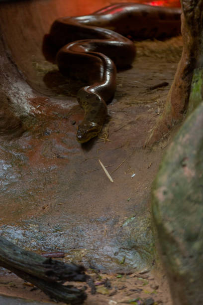 istock Green Anaconda in Captivity 952071030