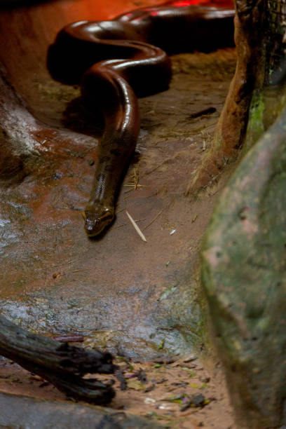 istock Green Anaconda in Captivity 952071032