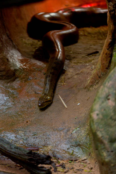 istock Green Anaconda in Captivity 952071042