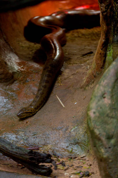 istock Green Anaconda in Captivity 952071044