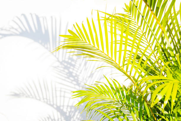 istock close up green palm leaves and shadows on a white wall background. 952071136