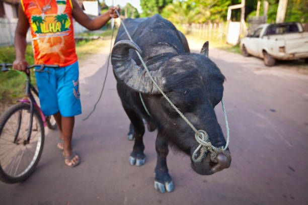Salvaterra, Marajó Island, North Brazil - October 15th, 2013 - A man takes a water ox through the streets of Salvaterra, Marajó Island, north region of Brazil. The water ox is well adapted to rainy and flooded areas of the Amazon island and is common to see them walking and grazing freely in the small city of Salvaterra.