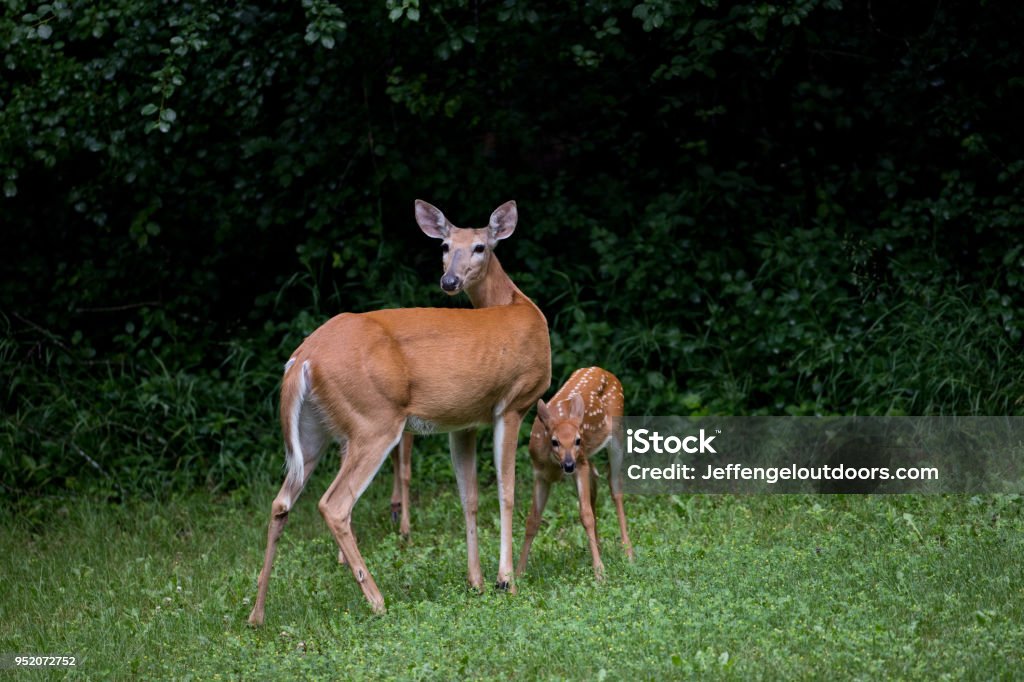 Le cerf de Virginie dans le champ d’herbe avec fauve - Photo de Cerf de Virginie libre de droits