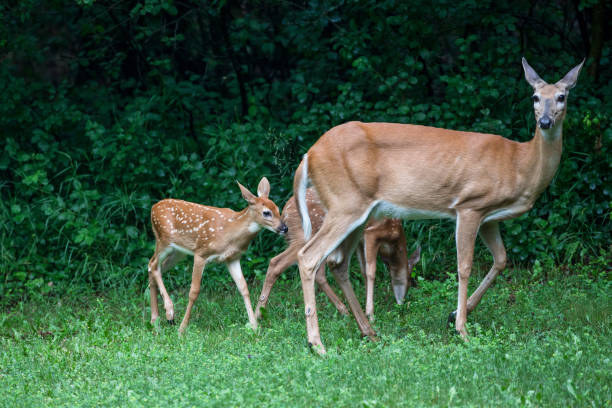 istock Mother White-Tailed Deer Doe with Two Baby Fawns 952072766