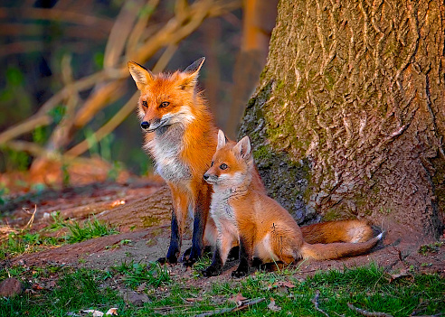 Stunning Portrait of Female Red Fox sitting with pup in the sunshine