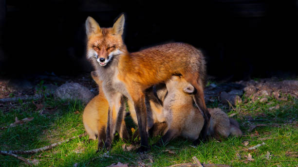 istock Female Red Fox with Several Puppies 952072970