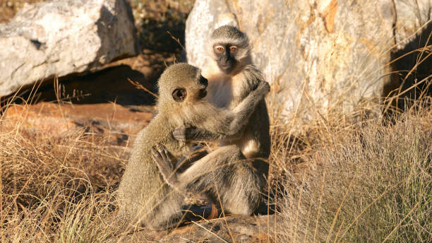 istock South African Vervet Monkeys Embracing 952073062