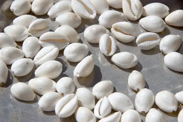 Cowrie (cowry) shells used for decorating apparels, making necklaces and playing dice games