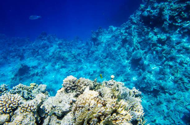 istock Landscape of the seabed with coral 952073444