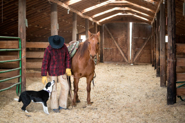 Cowboy wearing a red plaid jacket, chaps, and black cowboy hat shows affection with his Border Collie dog while holding the reins to a quarter horse standing inside a barn on a ranch, Livingston, MT, USA