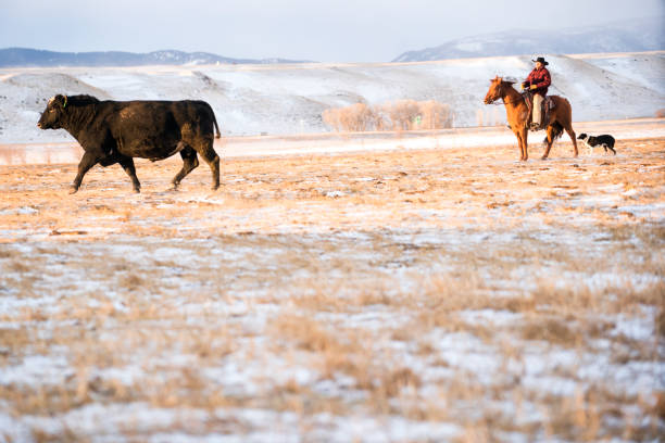 A cowboy and cowgirl horseback looking over the prairie in the Western USA.