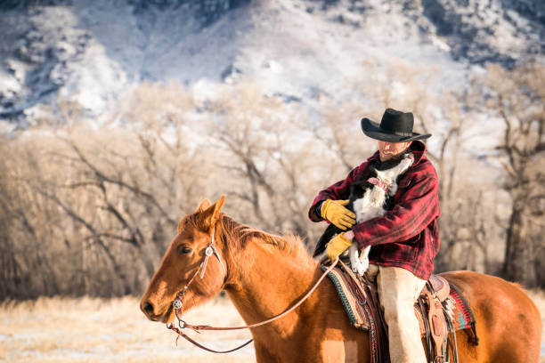 Cowboy riding a quarter horse with his Border Collie dog on a beef cattle ranch  on a winter day, Livingston, MT, USA