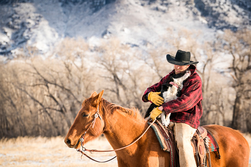 Cowboy riding a quarter horse with his Border Collie dog on a beef cattle ranch  on a winter day, Livingston, MT, USA