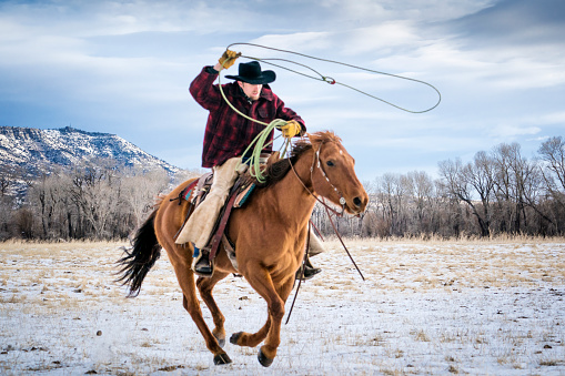 Ganado bovino de lassoeing de vaquero de Montana photo