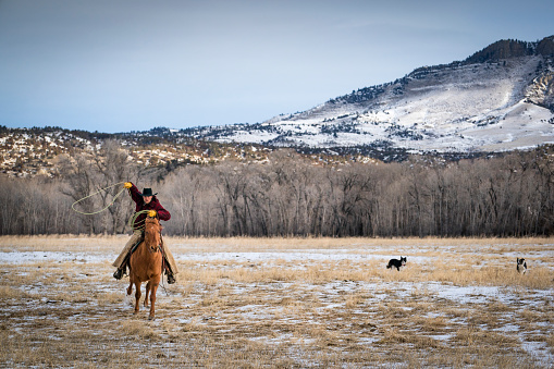 Cowboy riding a quarter horse in the mountains uses a rope to lasso cattle while working on a Montana ranch  during winter, Livingston, MT, USA