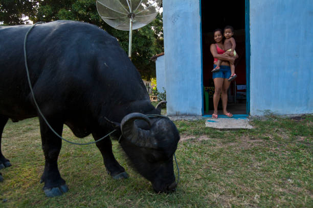 Salvaterra, Marajó Island, North Brazil - October 15th, 2013 - A young woman and her baby watch a water ox grazing freely in the yards of her house. The water ox is well adapted to rainy and flooded areas of the Amazon island and is common to see them walking and grazing freely in the small city of Salvaterra.