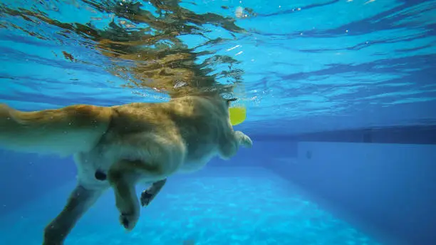 Photo of Golden Retriever Puppy Exercises in Swimming Pool (Underwater View)