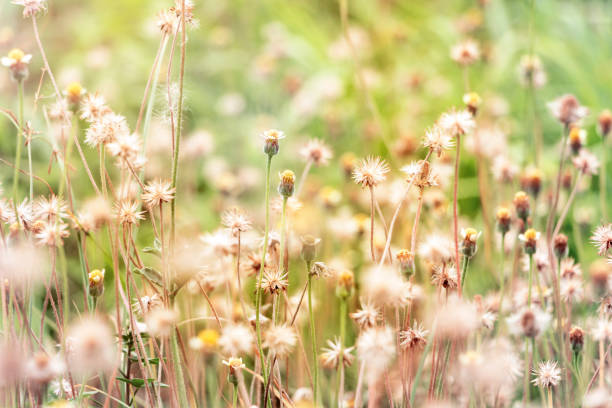 istock plants dandelions with grass flowers in the morning. with copy space for your text. 952074868