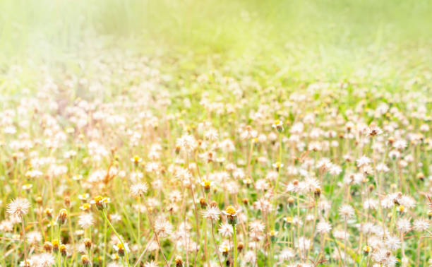 istock plants dandelions with grass flowers in the morning. with copy space for your text. 952074876