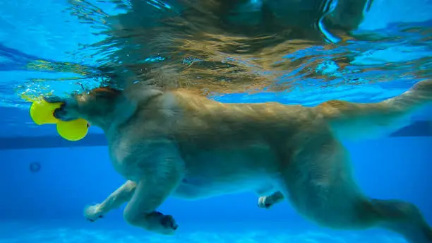 Photo of Golden Retriever Puppy Exercises in Swimming Pool (Underwater View)