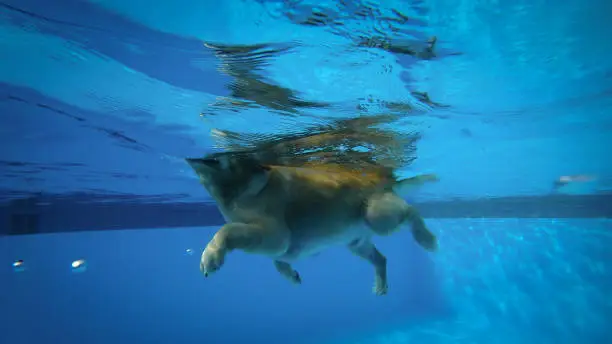 Photo of Golden Retriever Puppy Exercises in Swimming Pool (Underwater View)