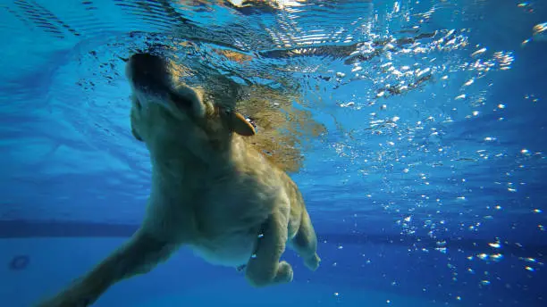 Photo of Golden Retriever Puppy Exercises in Swimming Pool (Underwater View)