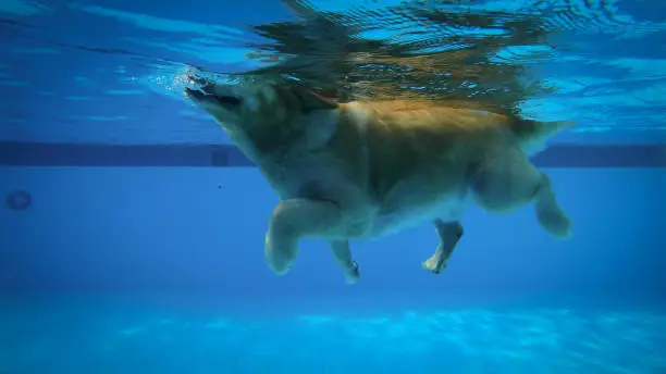 Photo of Golden Retriever Puppy Exercises in Swimming Pool (Underwater View)