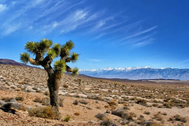 Deathvalley silence Cactus